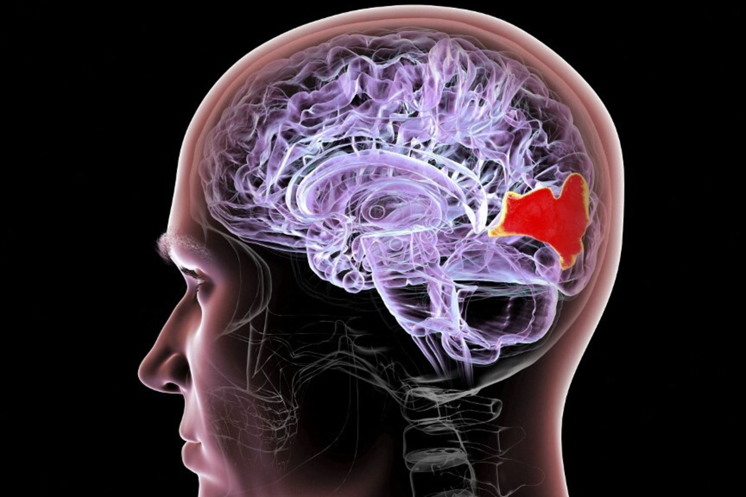 Mappatura dei circuiti cerebrali e dei neuroni attraverso l'optogenetica