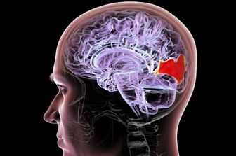 Mappatura dei circuiti cerebrali e dei neuroni attraverso l'optogenetica