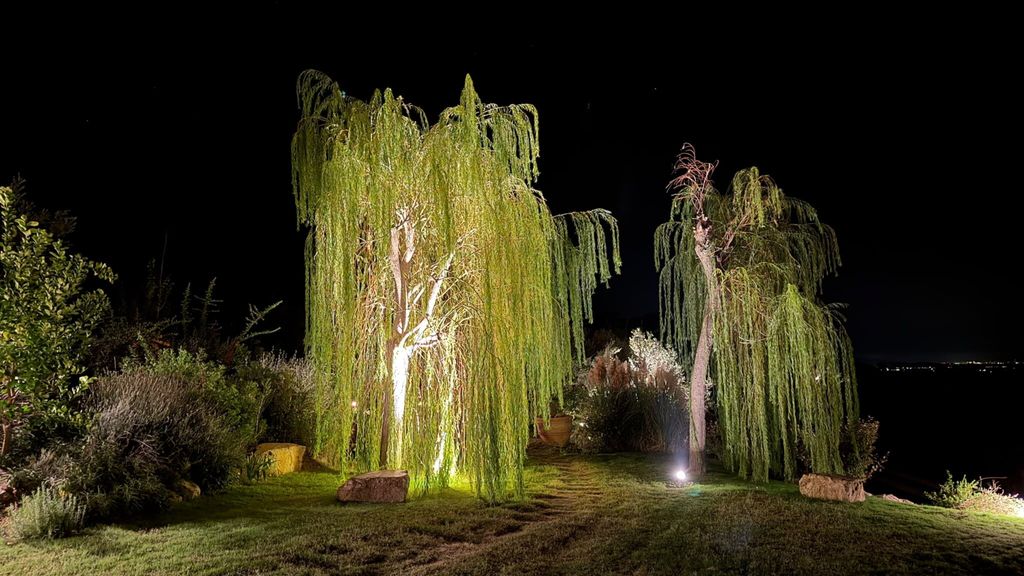 I salici piangenti di Sequerciani esaltati da giochi di luce