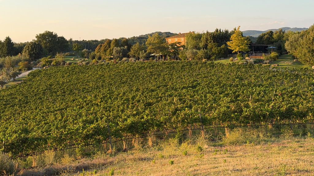 Una delle vigne del podere di Sequerciani in Maremma