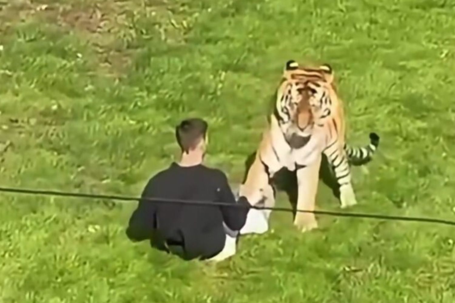 La tigre attacca il visitatore entrato nel recinto allo Yorkshire Wildlife Park