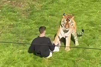 La tigre attacca il visitatore entrato nel recinto allo Yorkshire Wildlife Park