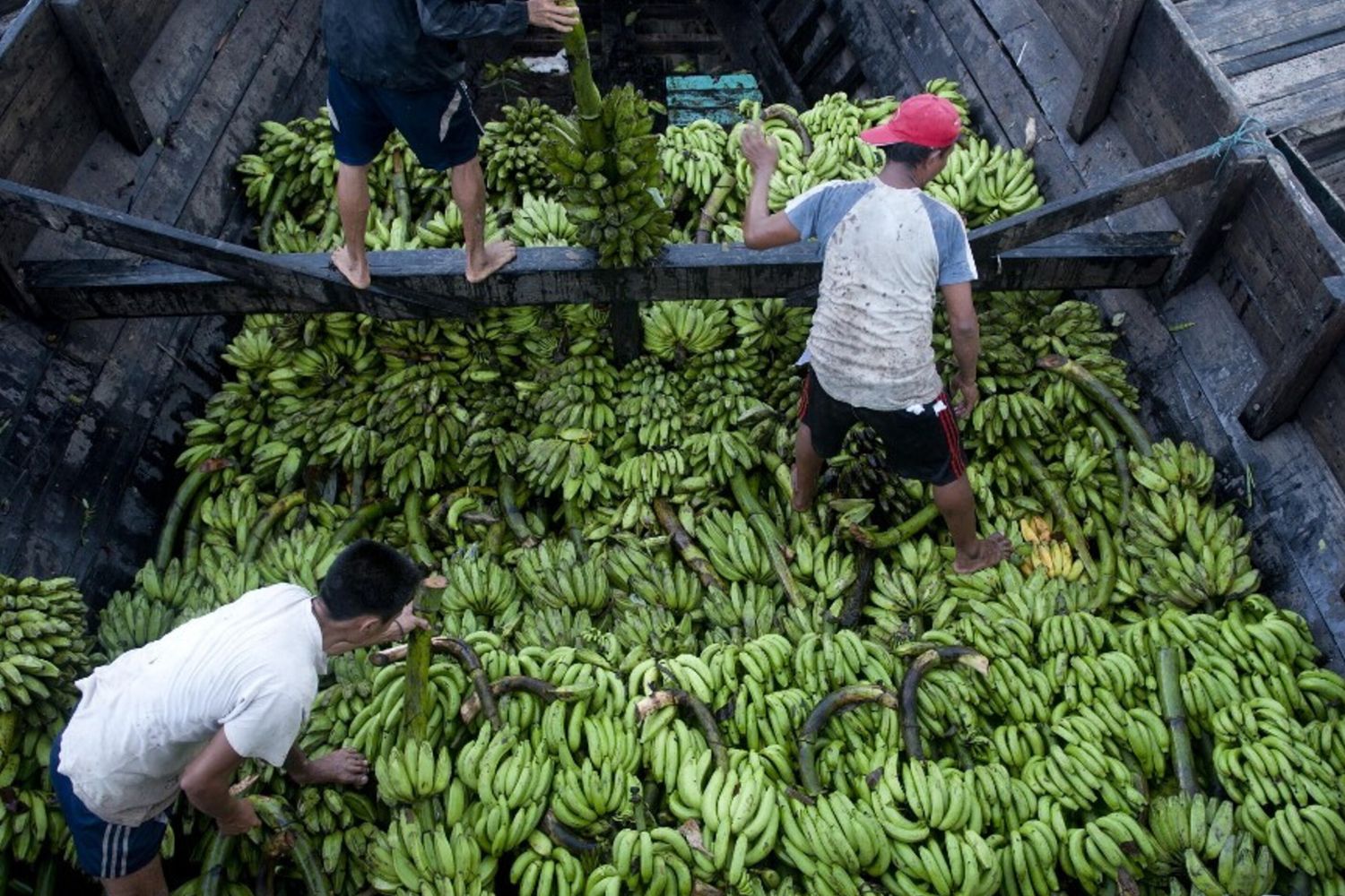 Banane
