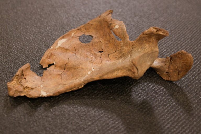Neanderthal ucciso da una lancia 75mila anni fa, scoperto un possibile omicidio preistorico