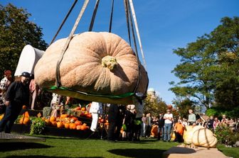 Zucca