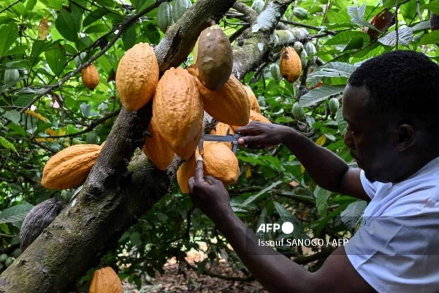 Côte d'Ivoire: une mission de la Cdp et de Sace pour rapprocher les entreprises italiennes