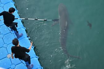 Funzionari sudcoreani partecipano a un'operazione di salvataggio per riportare in mare uno squalo di 3,5 metri rimasto intrappolato in un canale artificiale nella città di Busan