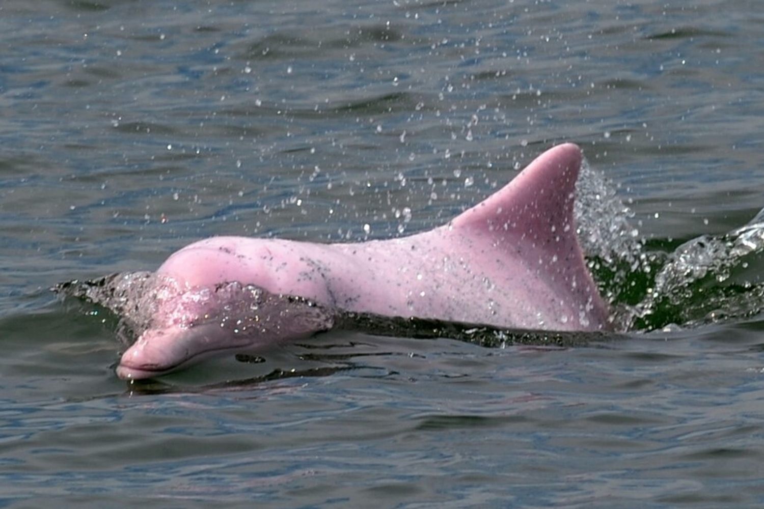 Delfino rosa