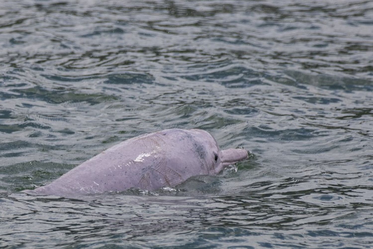 Delfino rosa