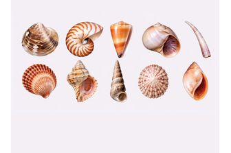Scoperta la legge matematica che spiega la forma delle conchiglie dei molluschi