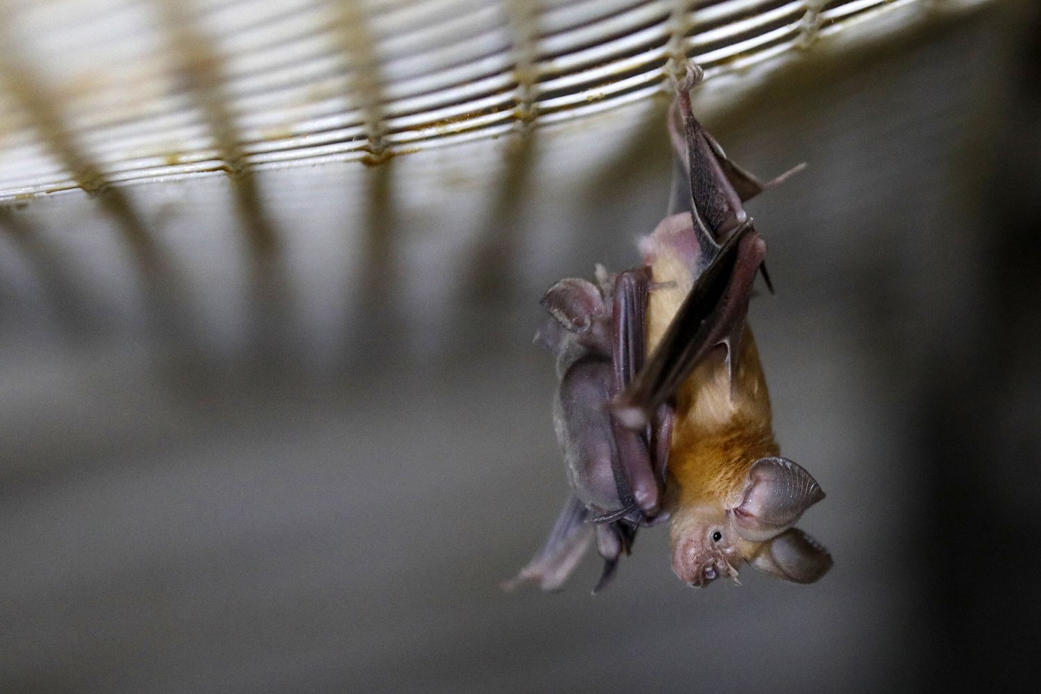 Pipistrello&nbsp;
