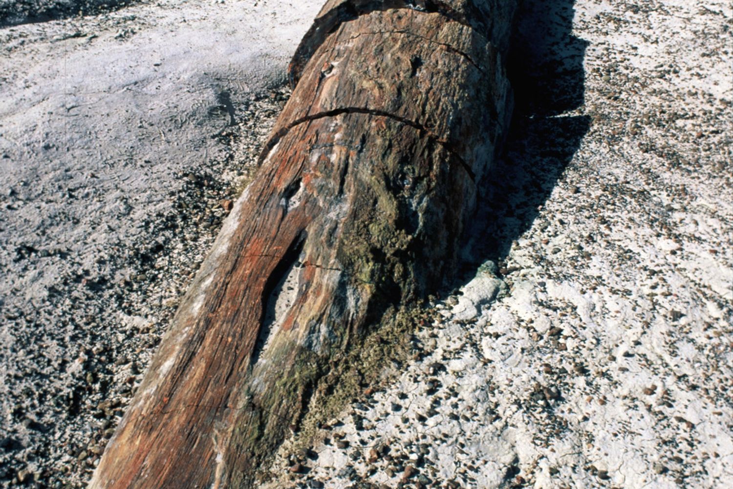 &nbsp;Legno fossile