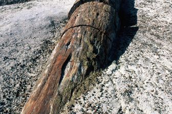 &nbsp;Legno fossile