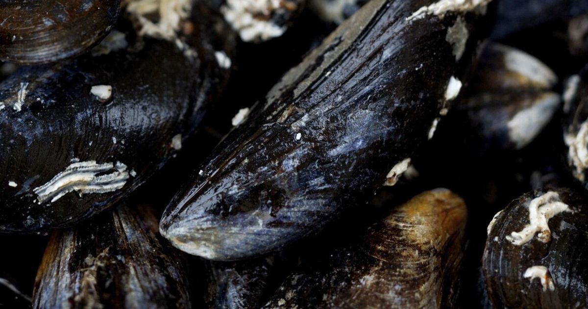 Rubate le cozze sotto analisi ambientali a Taranto