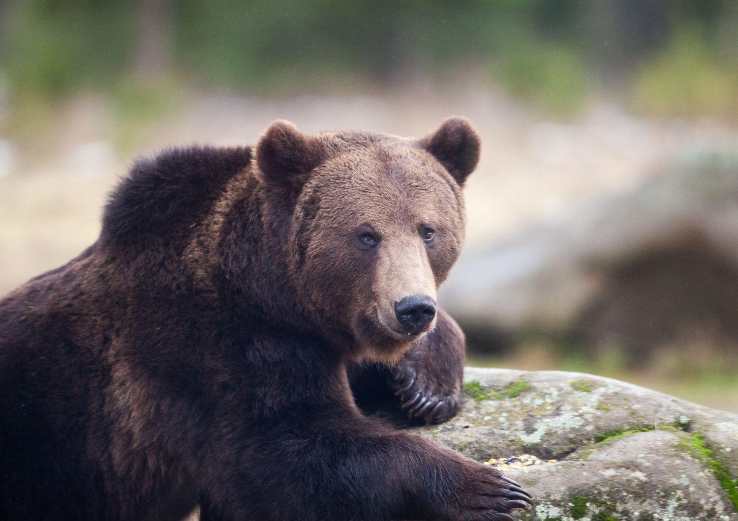 Un orso bruno in libert&agrave; nei boschi