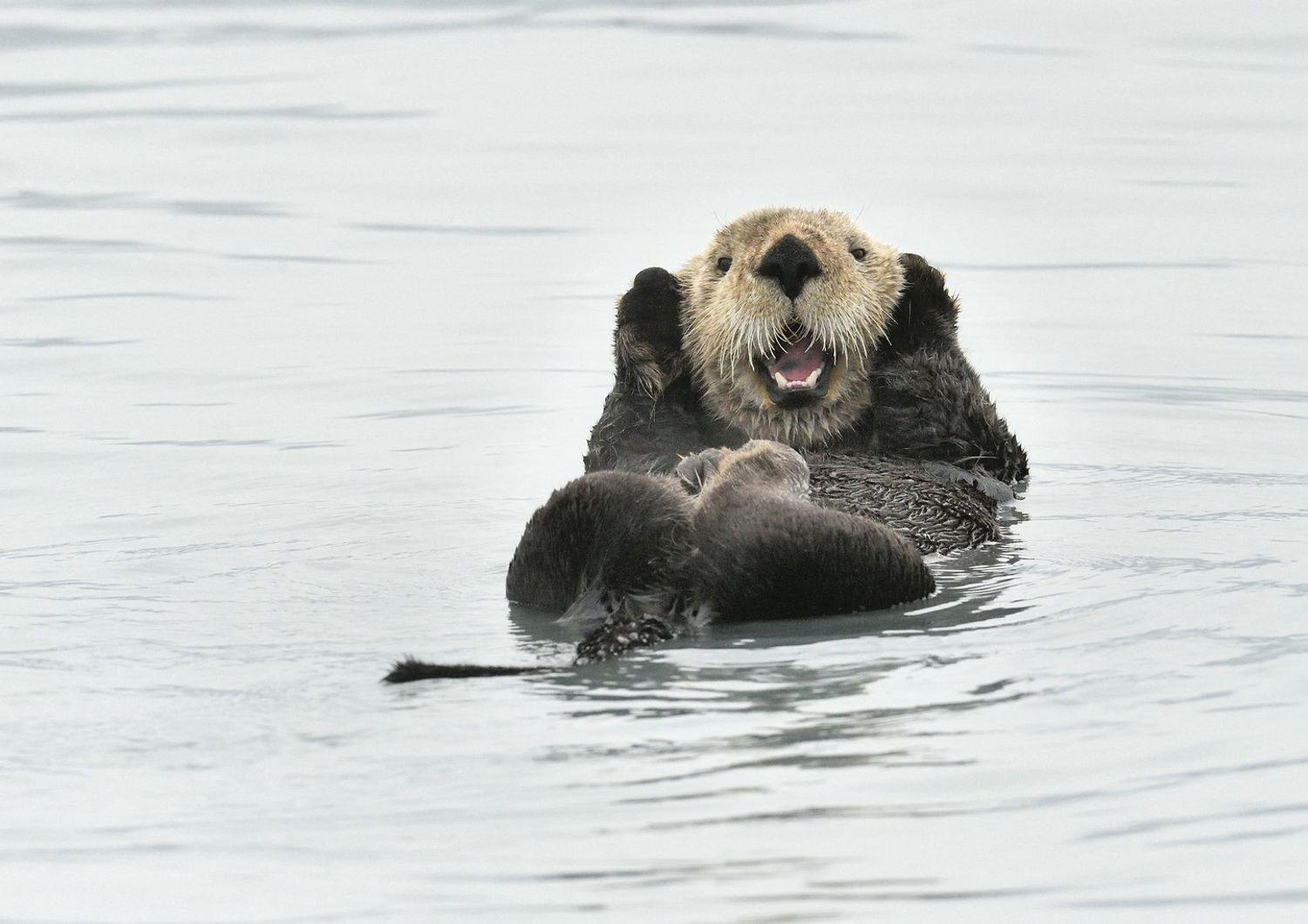 Una lontra marina fotografata in mare lungo le coste dell'Alaska