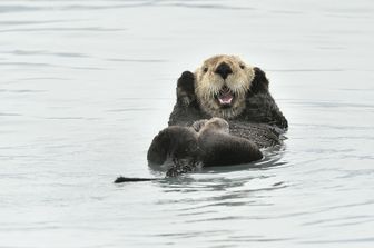 Una lontra marina fotografata in mare lungo le coste dell'Alaska