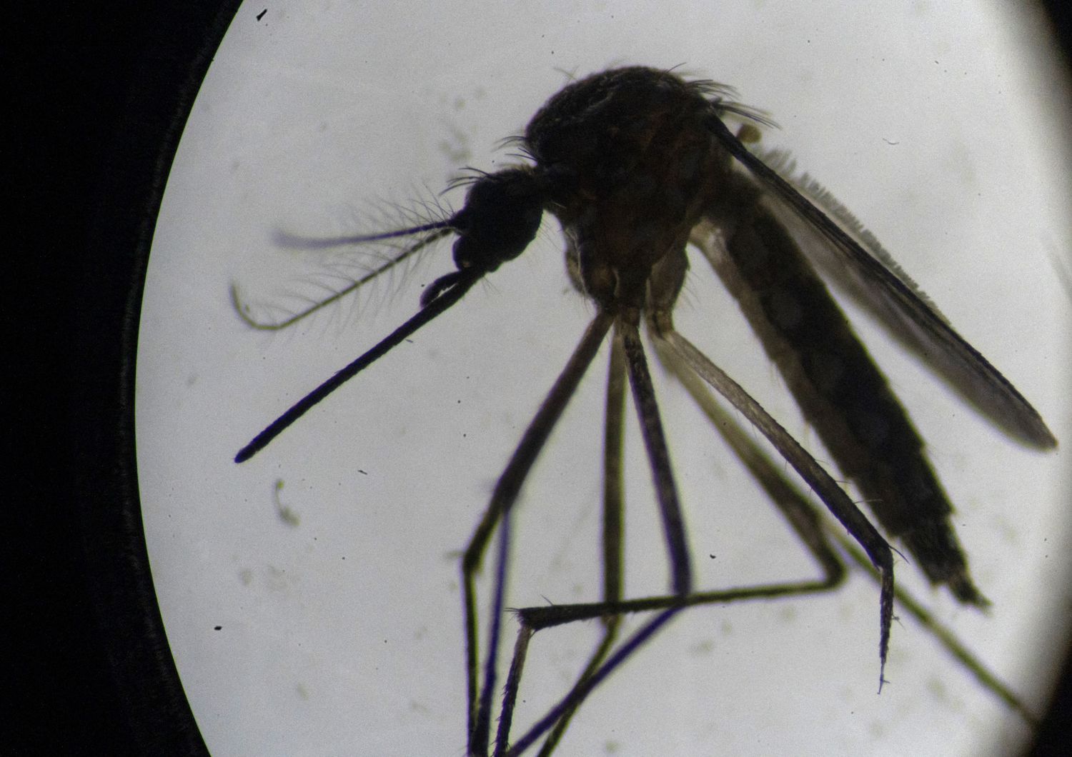 Una zanzara della specie Aedes Aegypti fotografata al microscopio