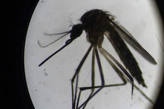 Una zanzara della specie Aedes Aegypti fotografata al microscopio