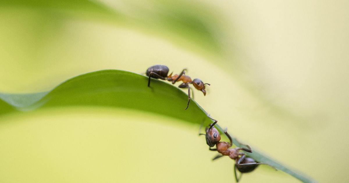 Les fourmis pratiquent l’agriculture depuis 66 millions d’années