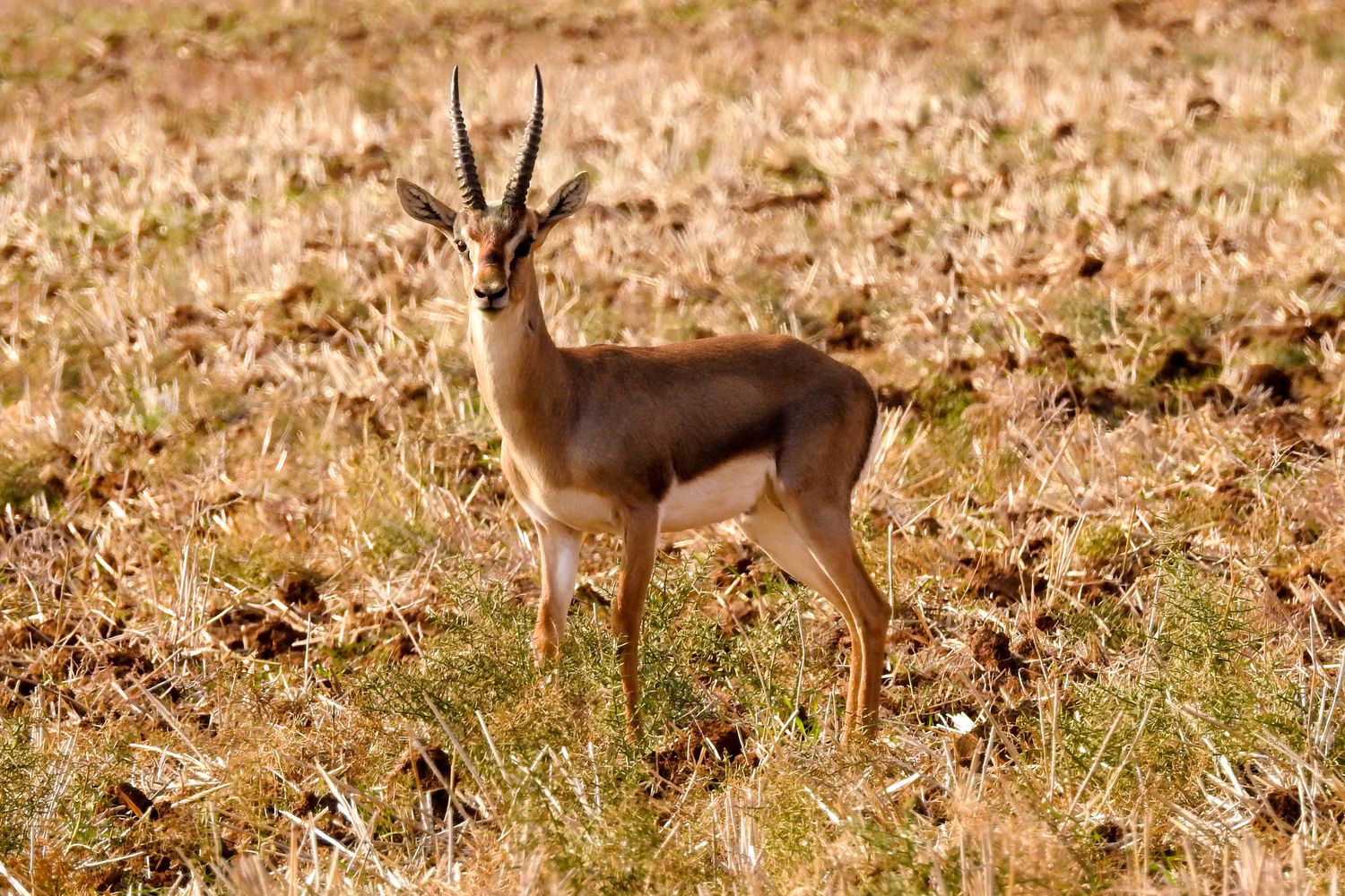 La gazzella di montagna della Turchia