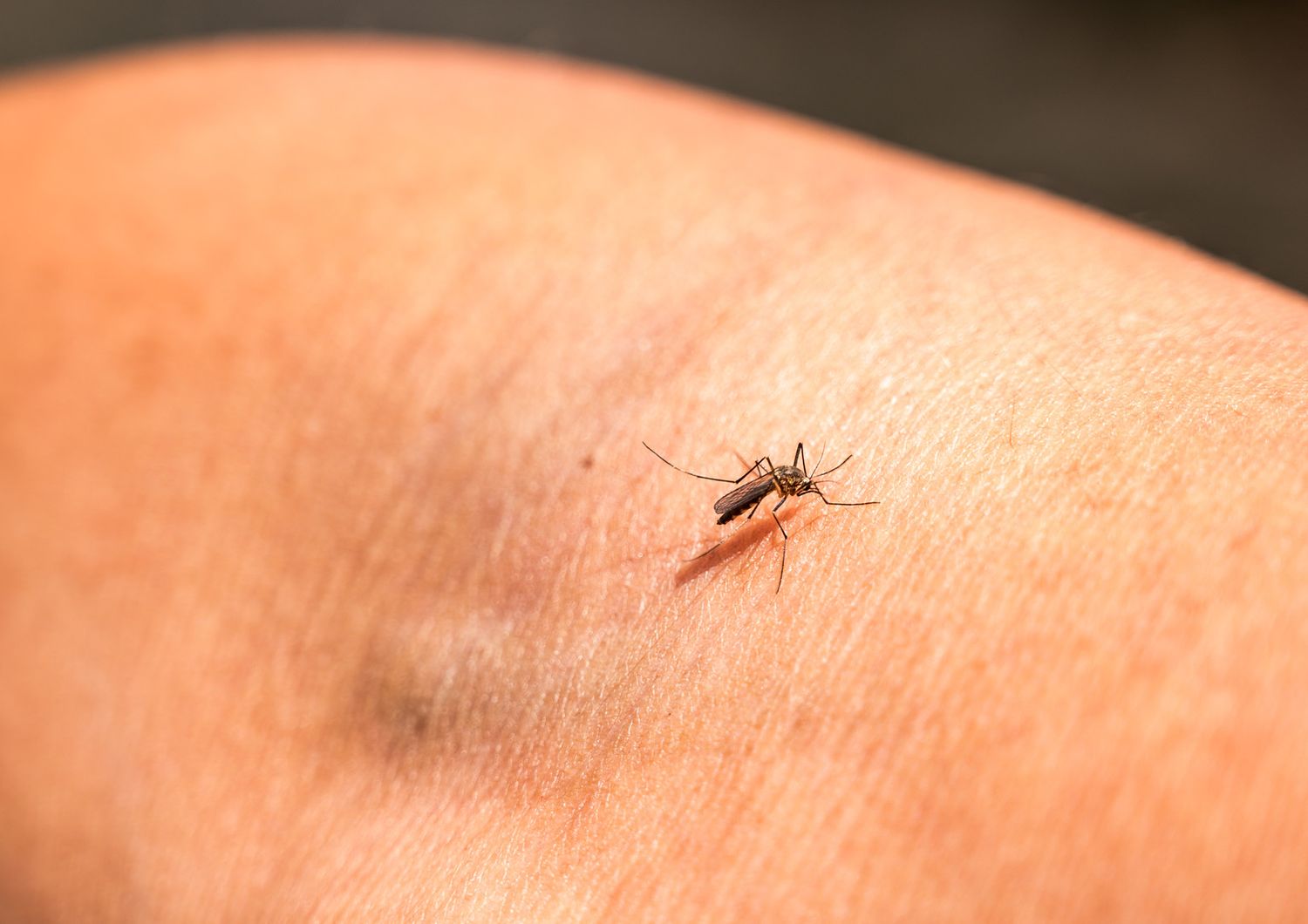 Una zanzara portatrice della malaria