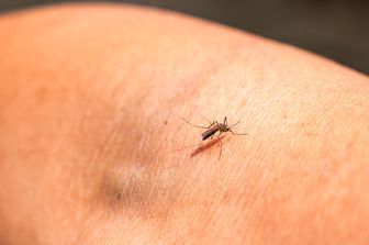 Una zanzara portatrice della malaria