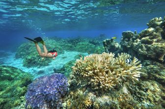 &nbsp;Barriera corallina