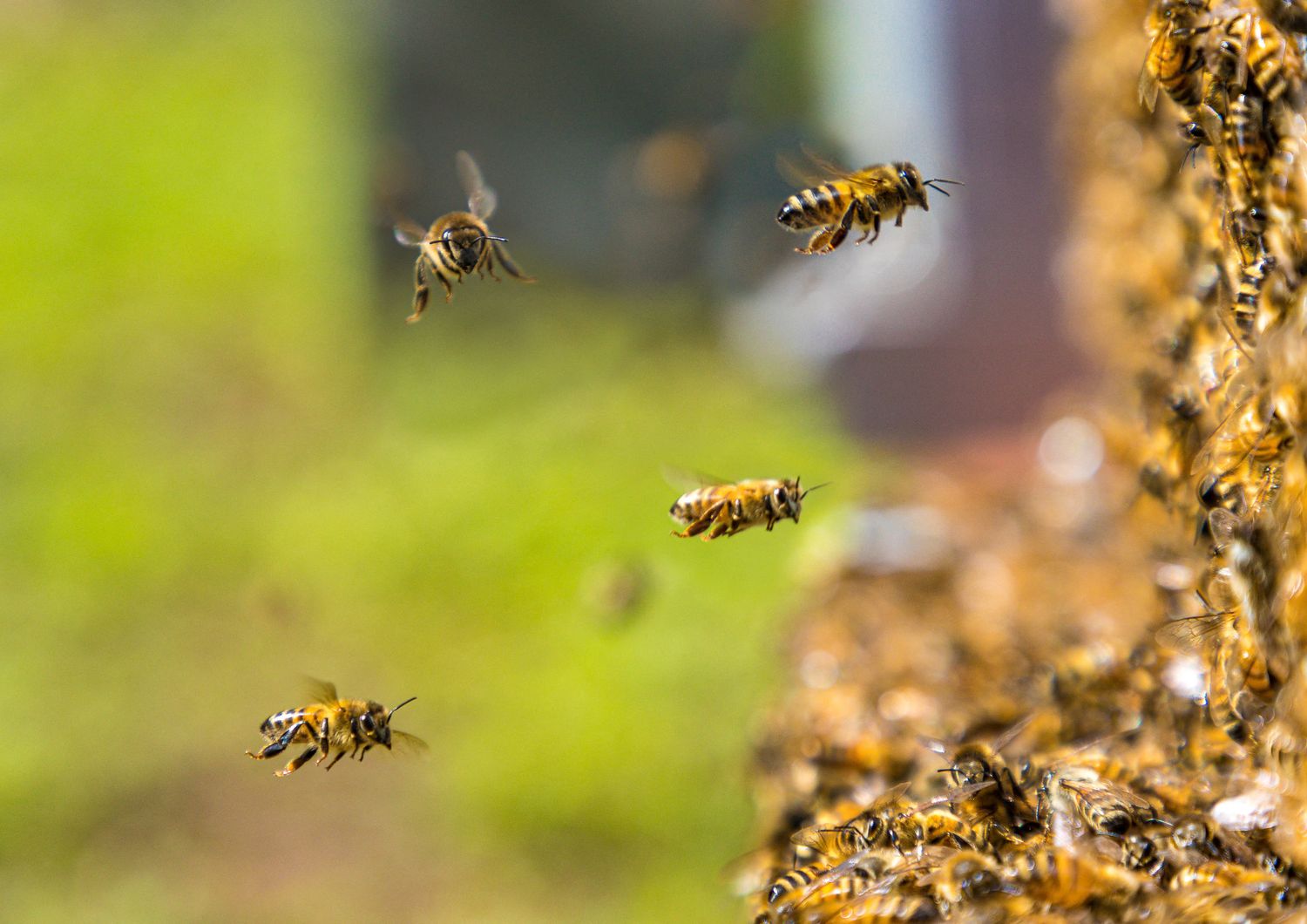 api in volo