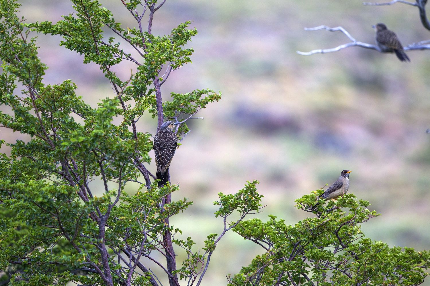 Volatili a Torres del Paine nella Patagonia cilena&nbsp;