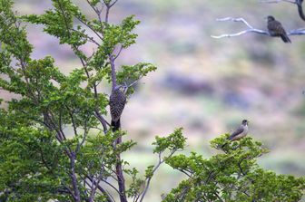 Volatili a Torres del Paine nella Patagonia cilena&nbsp;