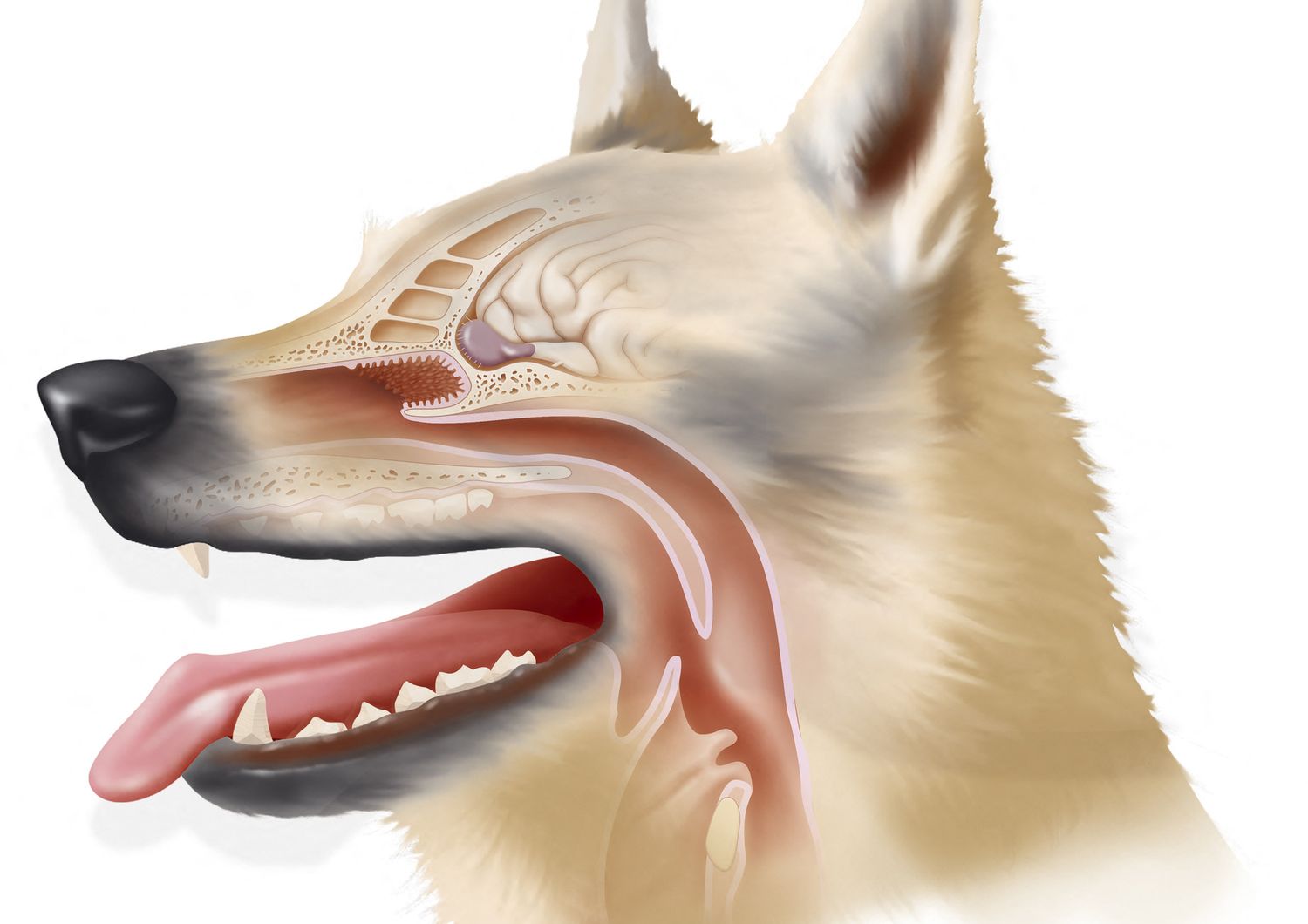 Illustrazione del setto nasale di un cane&nbsp;