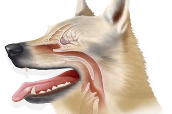 Illustrazione del setto nasale di un cane&nbsp;