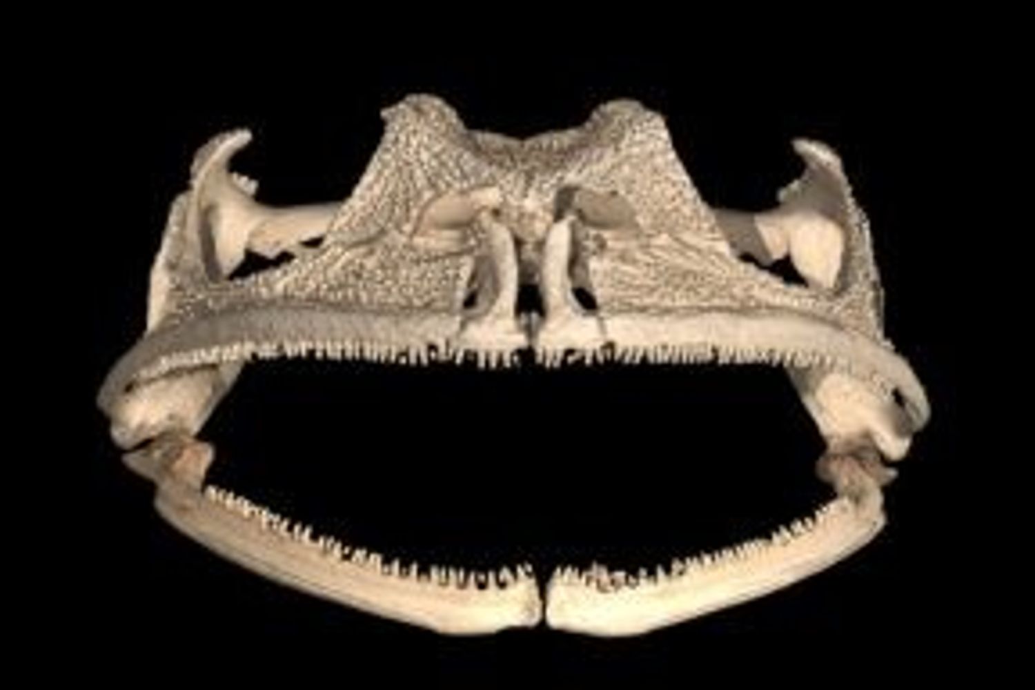 Gastrotheca guentheri, la rana con i denti