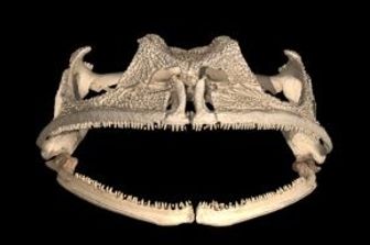 Gastrotheca guentheri, la rana con i denti