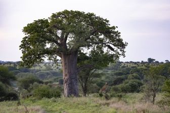 Baobab