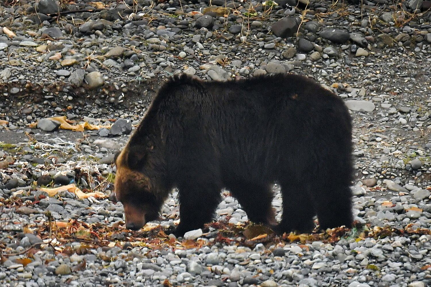 Orsi in Giappone a Hokkaido
