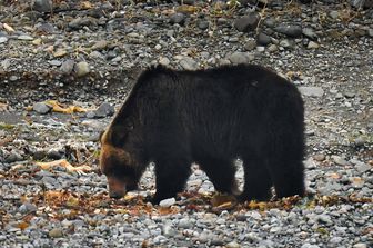 Orsi in Giappone a Hokkaido