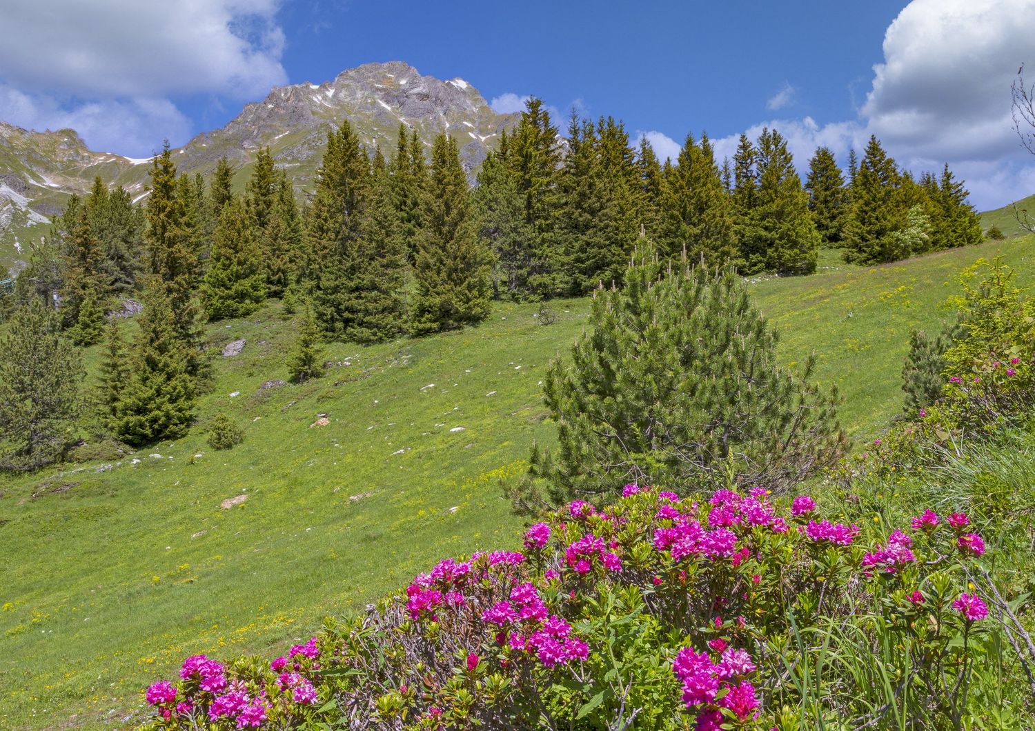 La rosa delle Alpi o Rhododendron ferrugineum