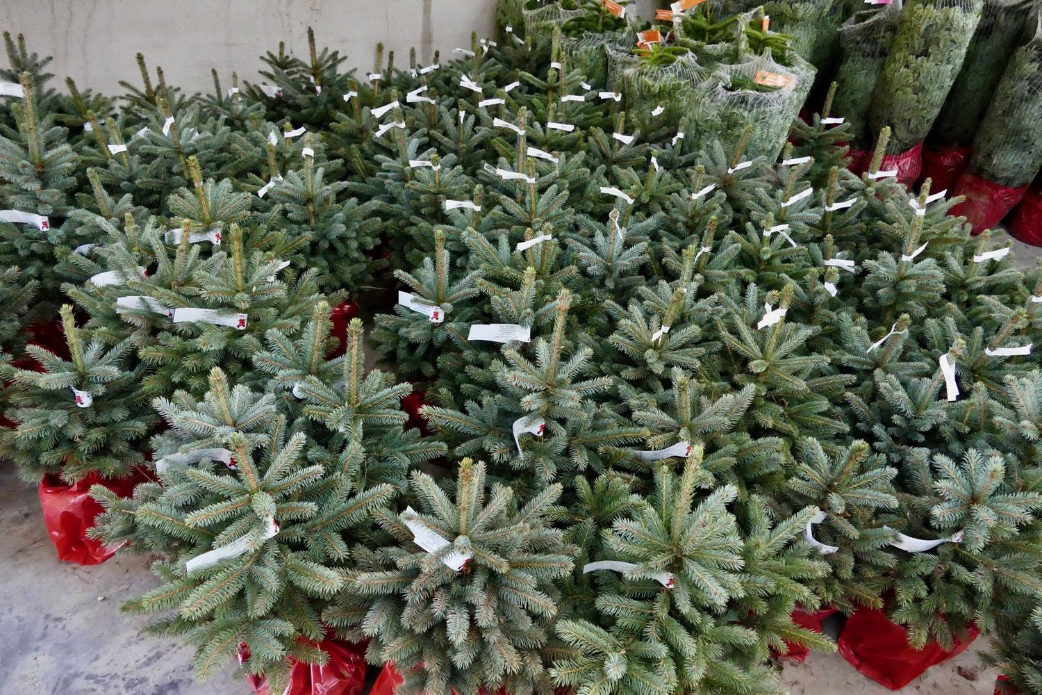 Alberi di Natale, abeti veri