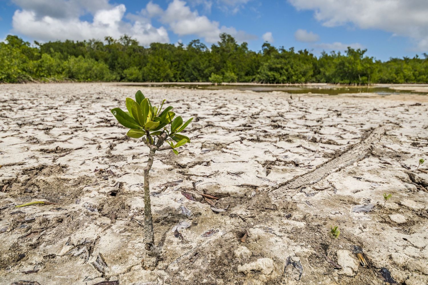 Siccit&agrave; e foresta pluviale&nbsp;