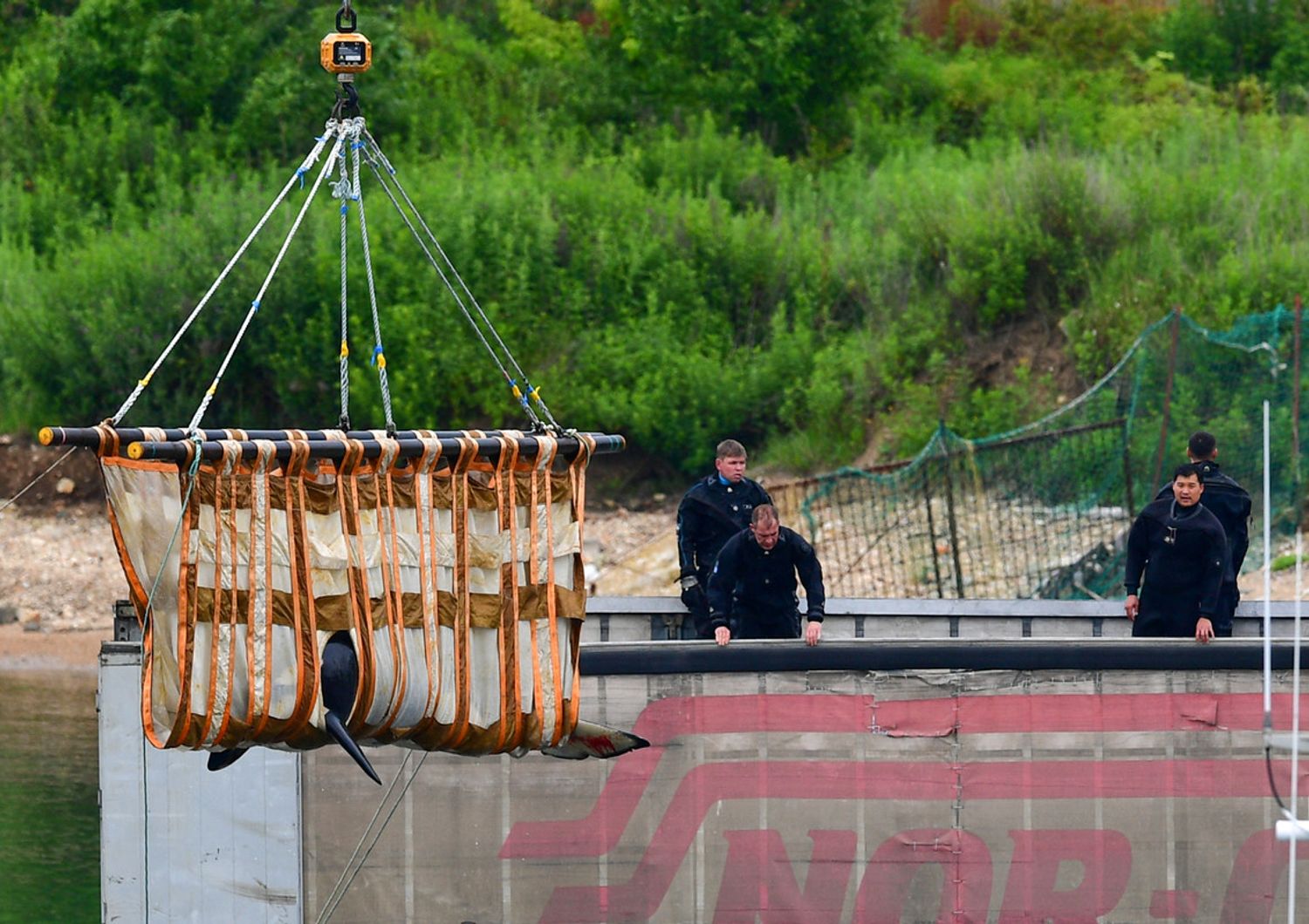 Cetacei liberati da una &quot;prigione&quot; in Russia