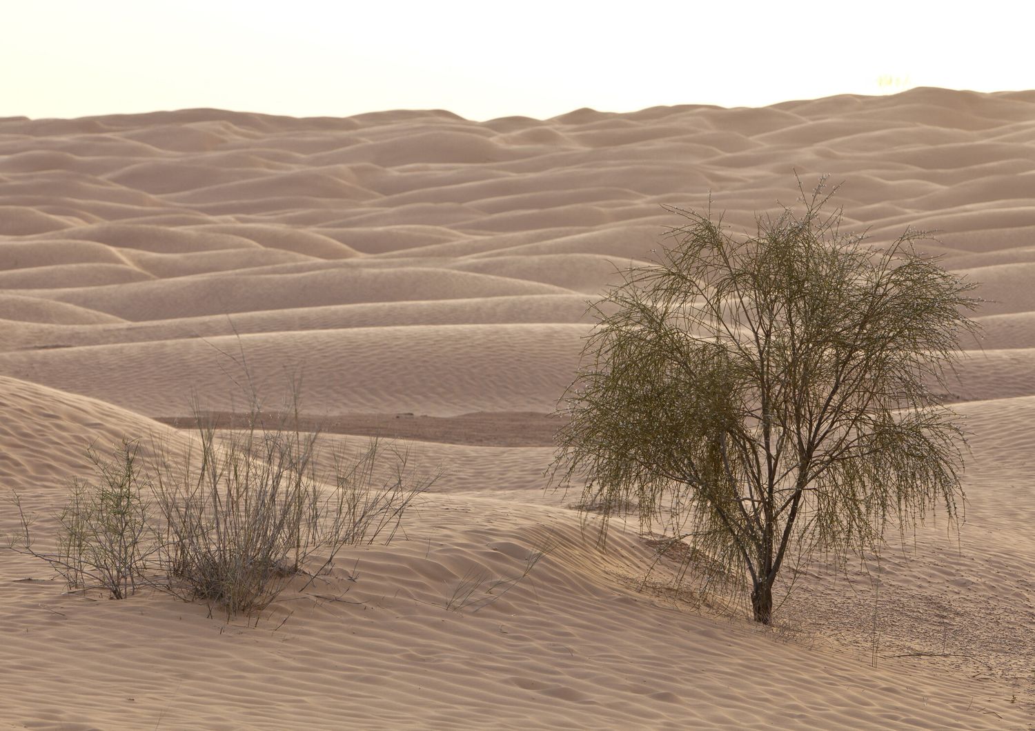 &nbsp;piante e arbusti del deserto