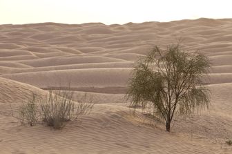 &nbsp;piante e arbusti del deserto