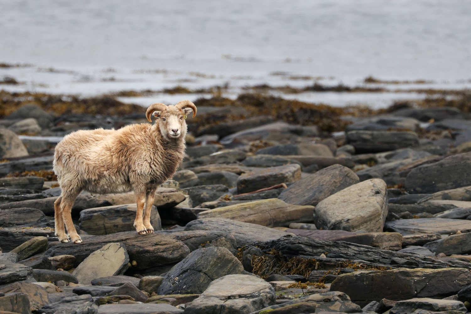 Le pecore di&nbsp;North Ronaldsay