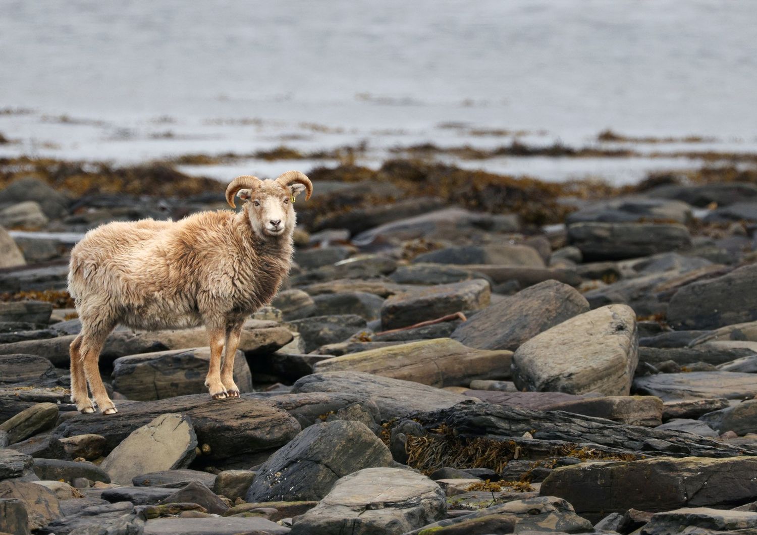 Le pecore di&nbsp;North Ronaldsay