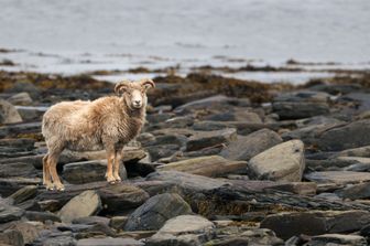 Le pecore di&nbsp;North Ronaldsay