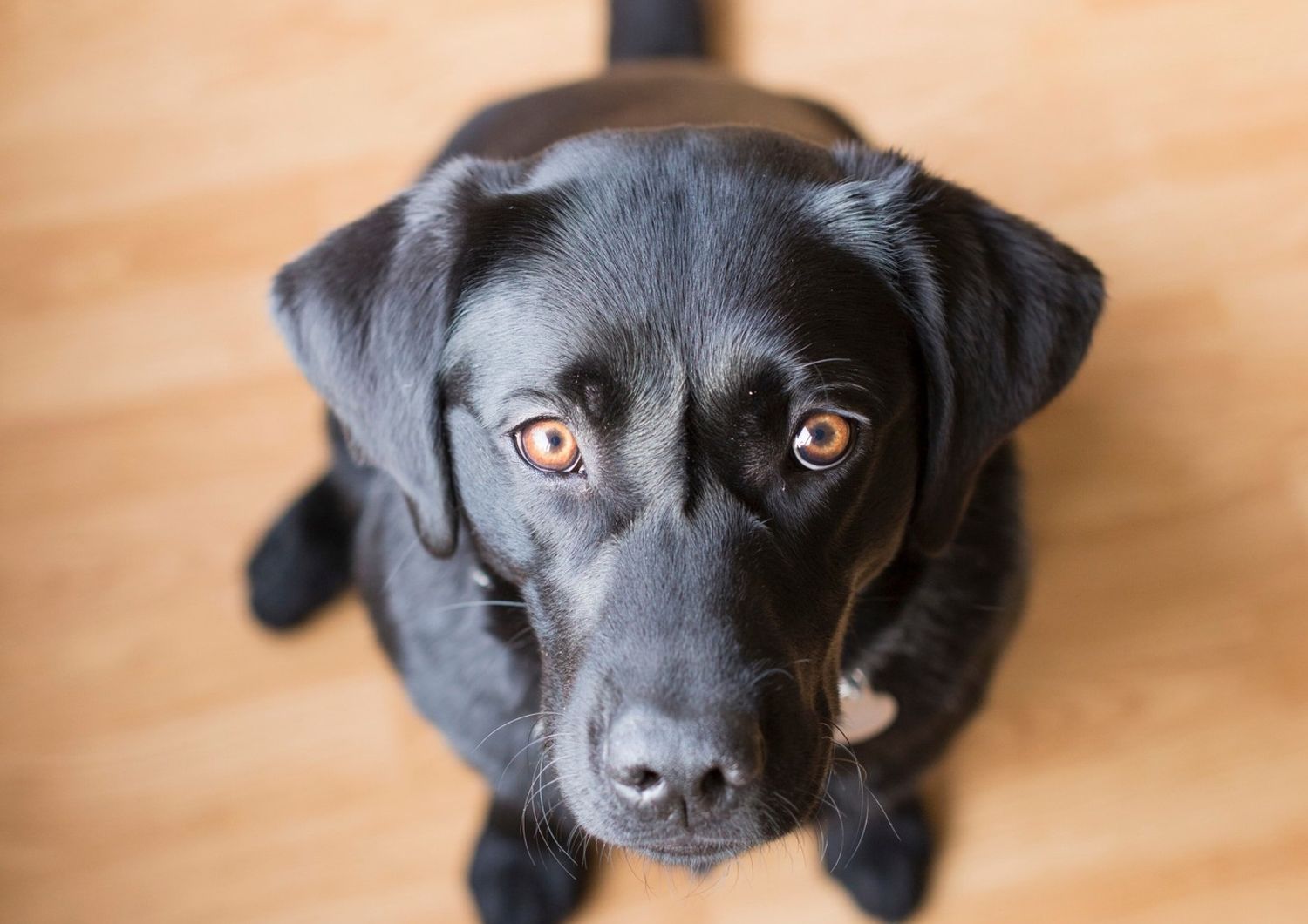 cervello cani studio