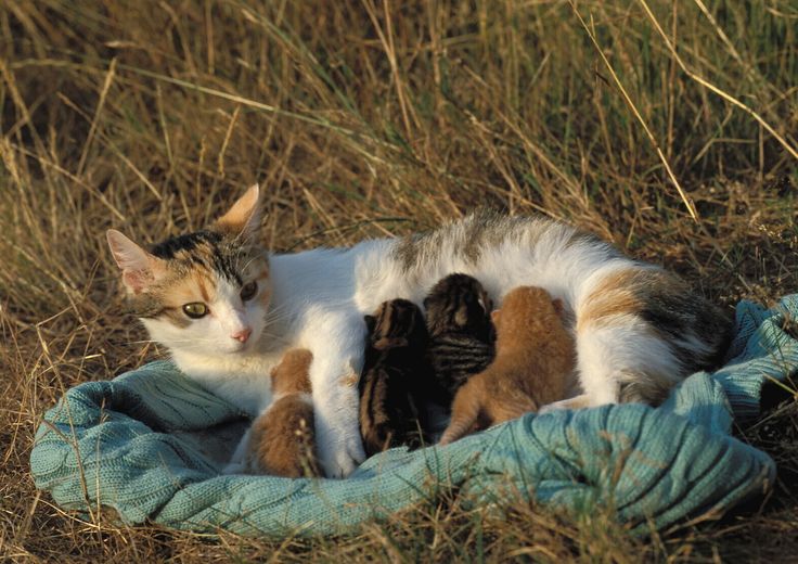 gatti&nbsp;