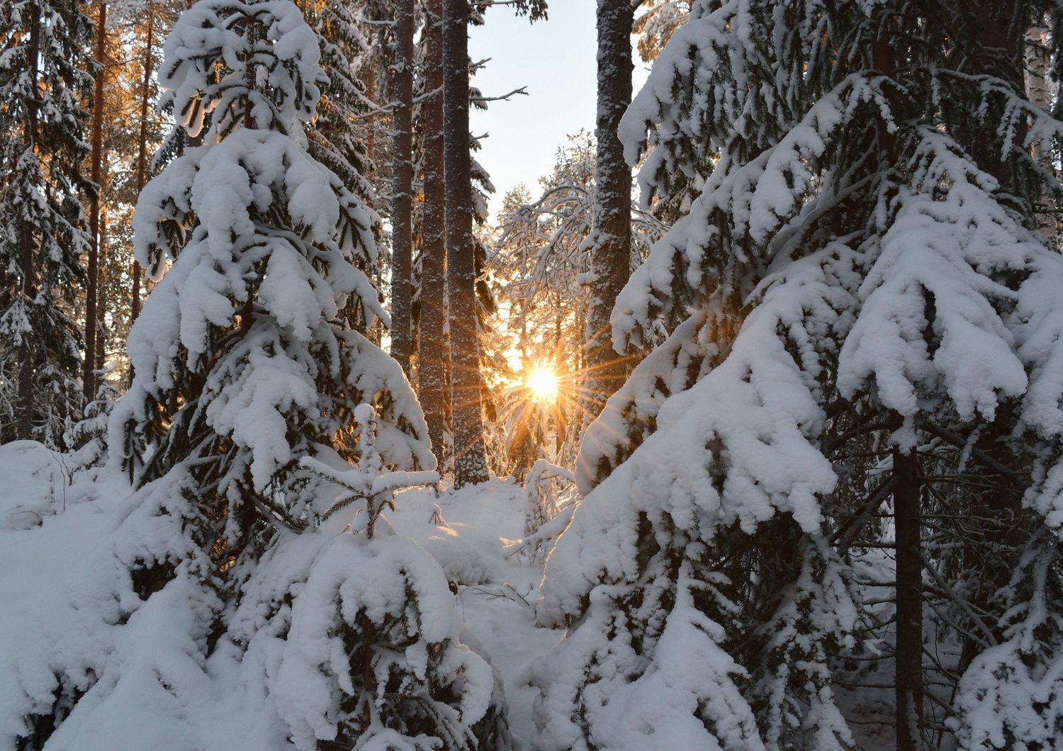 cambiamento climatico foreste studio